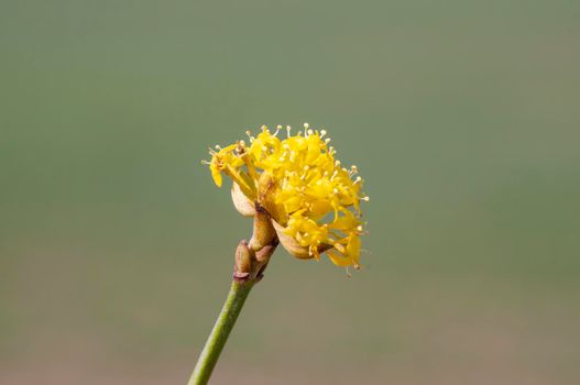 several yellow flowers on a branch