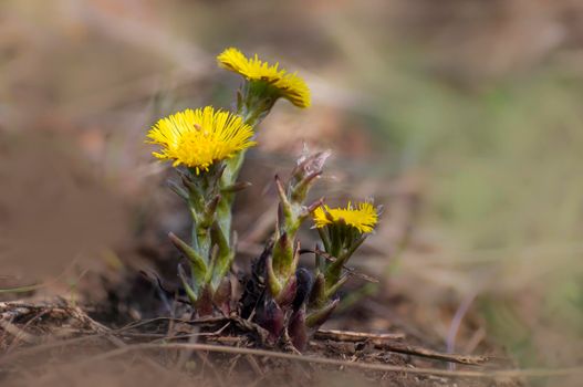 coltsfoot blossoms in a meadow