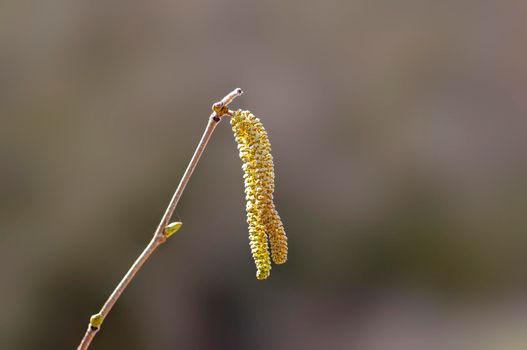 several brown hazelnut flowers on a branch