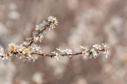 several blossoms on a branch of an plum tree