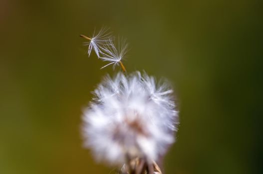 a withered thistle blossom in a meadow