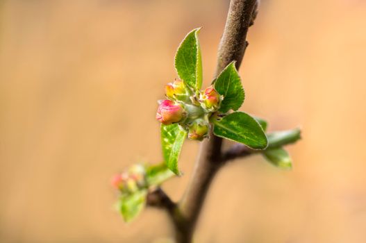 several blossoms on a branch of an apple tree