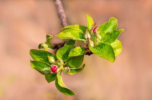 several blossoms on a branch of an apple tree