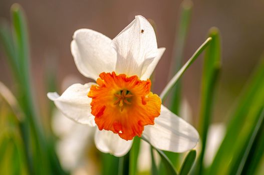 a daffodil bloom in a garden