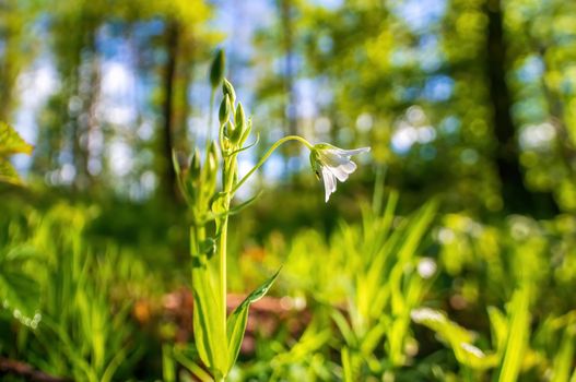 a delicate blossom in a forest