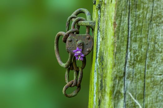 a rusted lock with a purple flower in a forest