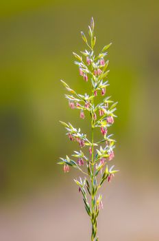 green blossoms of grass in summer