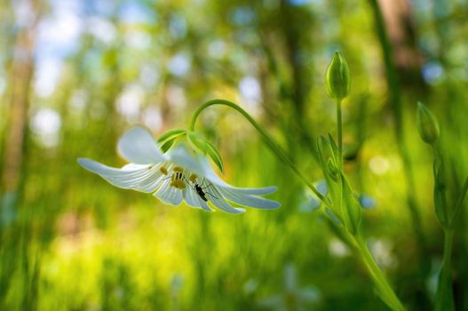 a delicate blossom in a forest