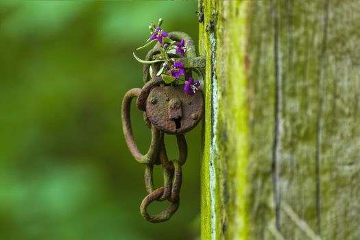 a rusted lock with a purple flower in a forest