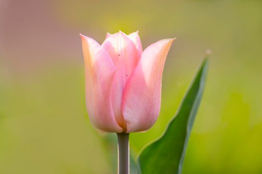 a tulip blossom in a meadow