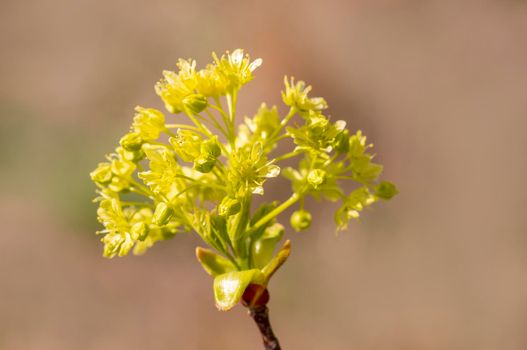 several blossoms on a branch of an maple tree
