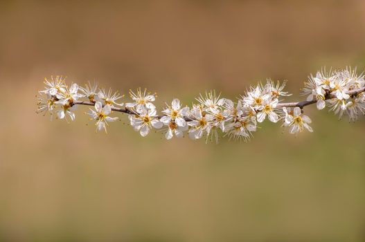 several blossoms on a branch of an plum tree