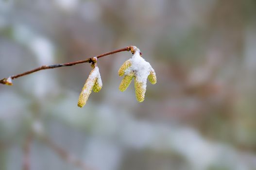 several brown hazelnut flowers on a branch in winter