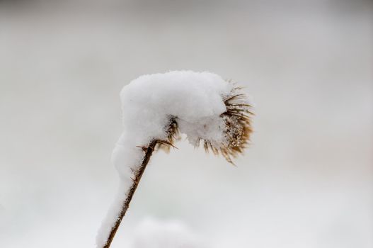 a snowy thistle blossom in a meadow