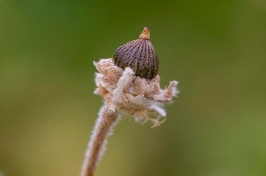 a withered blossom in a meadow