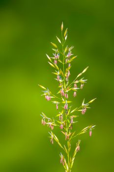 green blossoms of grass in summer