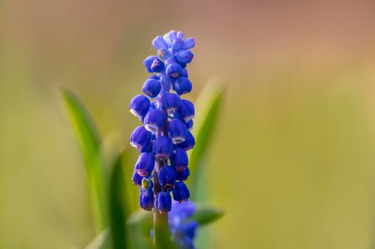 a blue grape hyacinth blossom in a garden