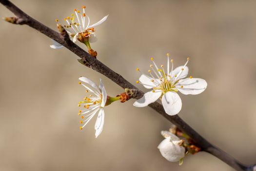 several blossoms on a branch of an plum tree