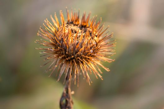 a blossom of a burdock in autumn