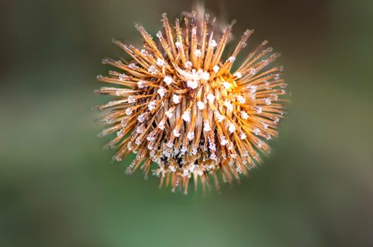 a blossom of a burdock in autumn