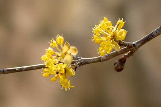 several yellow flowers on a branch