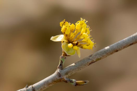 several yellow flowers on a branch