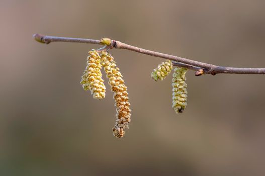 several brown hazelnut flowers on a branch