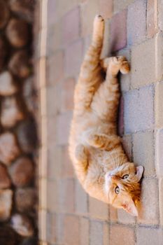 a ginger cat is lying on its back outdoors and enjoying a sunny summer day.