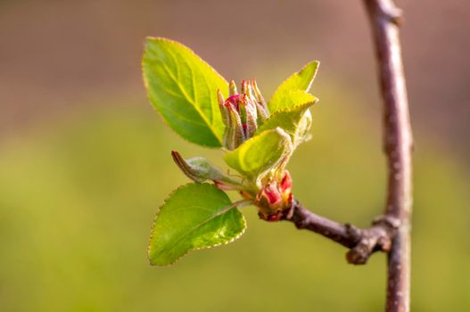 several blossoms on a branch of an apple tree