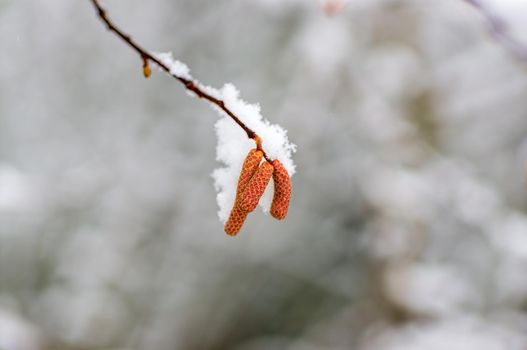 several brown hazelnut flowers on a branch in winter
