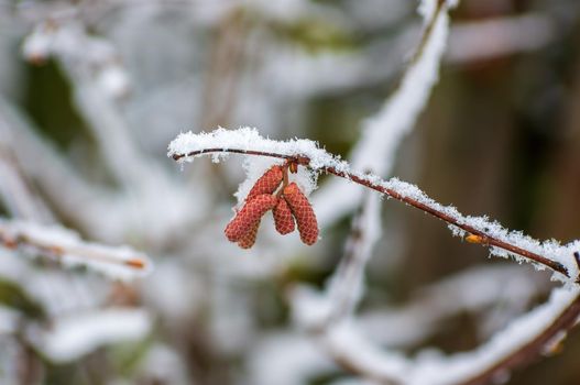 several brown hazelnut flowers on a branch in winter