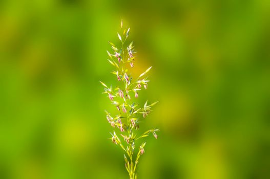 green blossoms of grass in summer