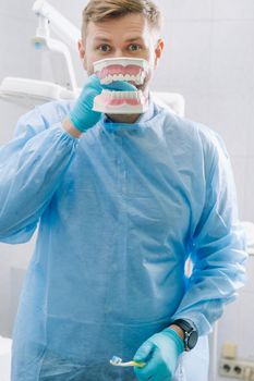 A model of a human jaw with teeth and a toothbrush in the dentist's hand.