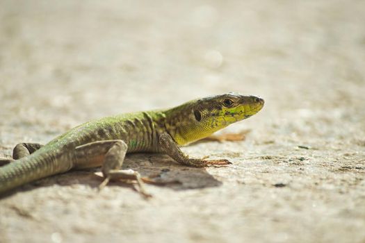 Close-up shot of a green lizards on the sandy rocky ground in a warm climate country