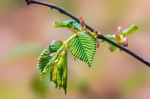 a branch with green beech leaves in the forest