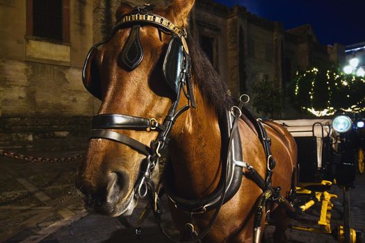 Close-up of a tourist horse and carriage parked outside the cathedral in Seville, Spain