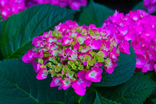 Red flowering branches of hydrangeas in the park in the summer