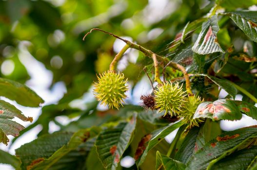 a branch with fresh green chestnuts