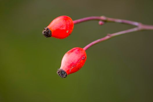 a branch with red rose hips