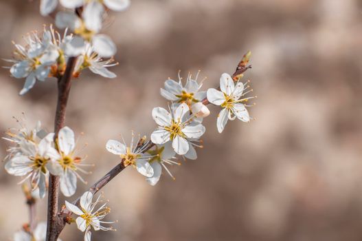 several blossoms on a branch of an plum tree
