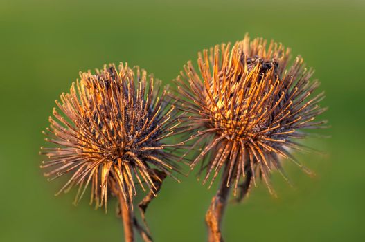 a blossom of a burdock in autumn