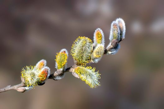 several blossoms on a branch of an willow tree