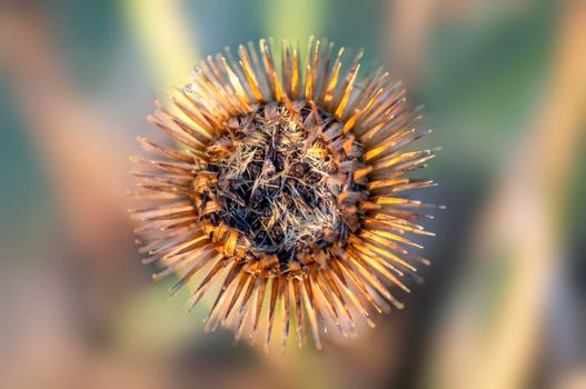 a blossom of a burdock in autumn