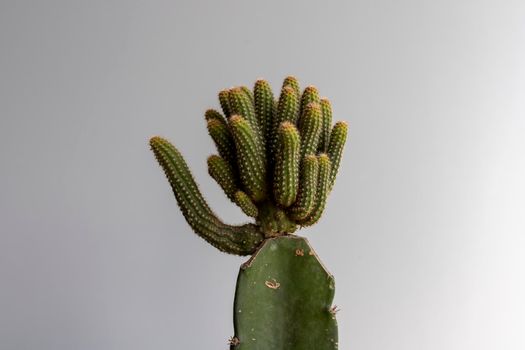 grafted cactus head closeup view