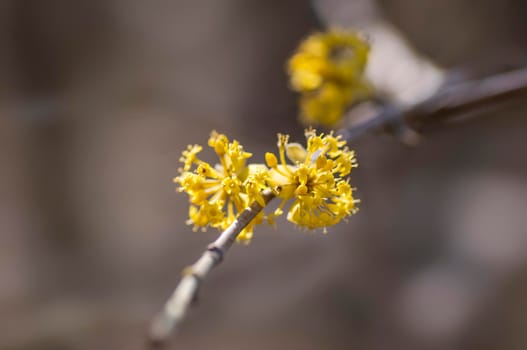 several yellow flowers on a branch