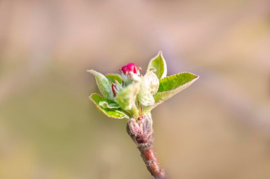 several blossoms on a branch of an apple tree