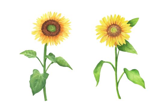 Sunflowers watercolor art. Colorful botanical hand drawn yellow flower illustration isolated on white background. Botanical painting cliparts