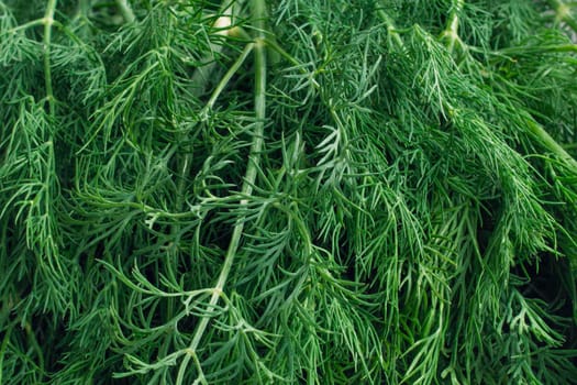 dill leaves close-up green color. Background from fresh dill. dill branches texture. High quality photo