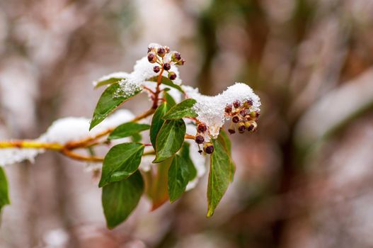 a branch with green ivy leaves in the winter forest