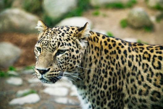 Portrait of a predatory spotted leopard animal